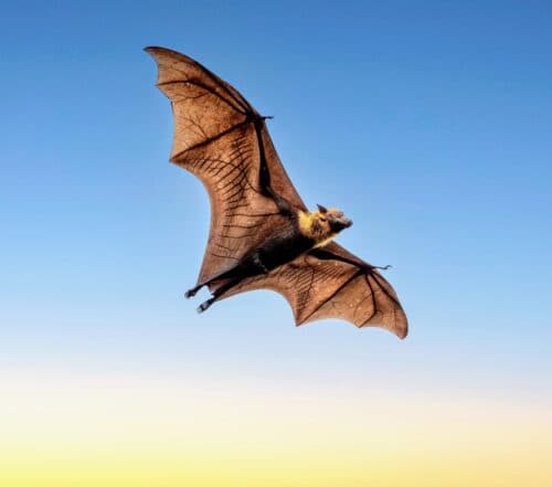International-Bat-Appreciation-Day--1.jpg