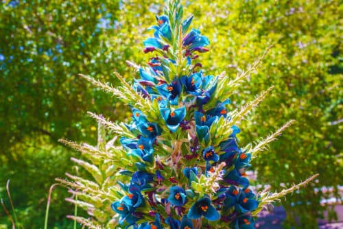 Puya,Alpestris,,Sapphire,Tower,,Giant,Bromeliad,In,Bloom,Close-up,In