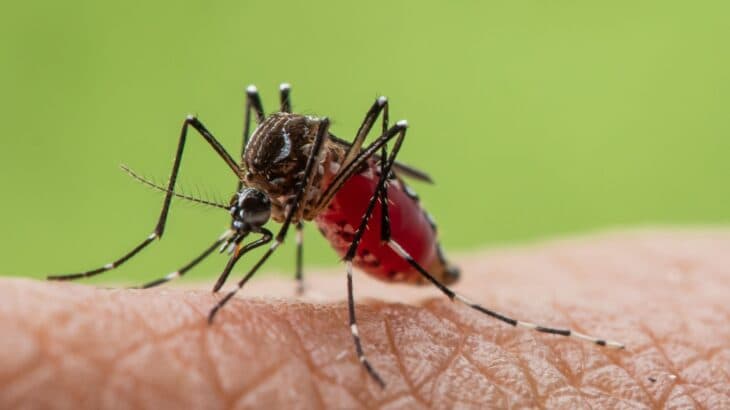 2024/04/mosquito-borne-diseases-now-a-growing-threat-to-a-warming-world.jpg