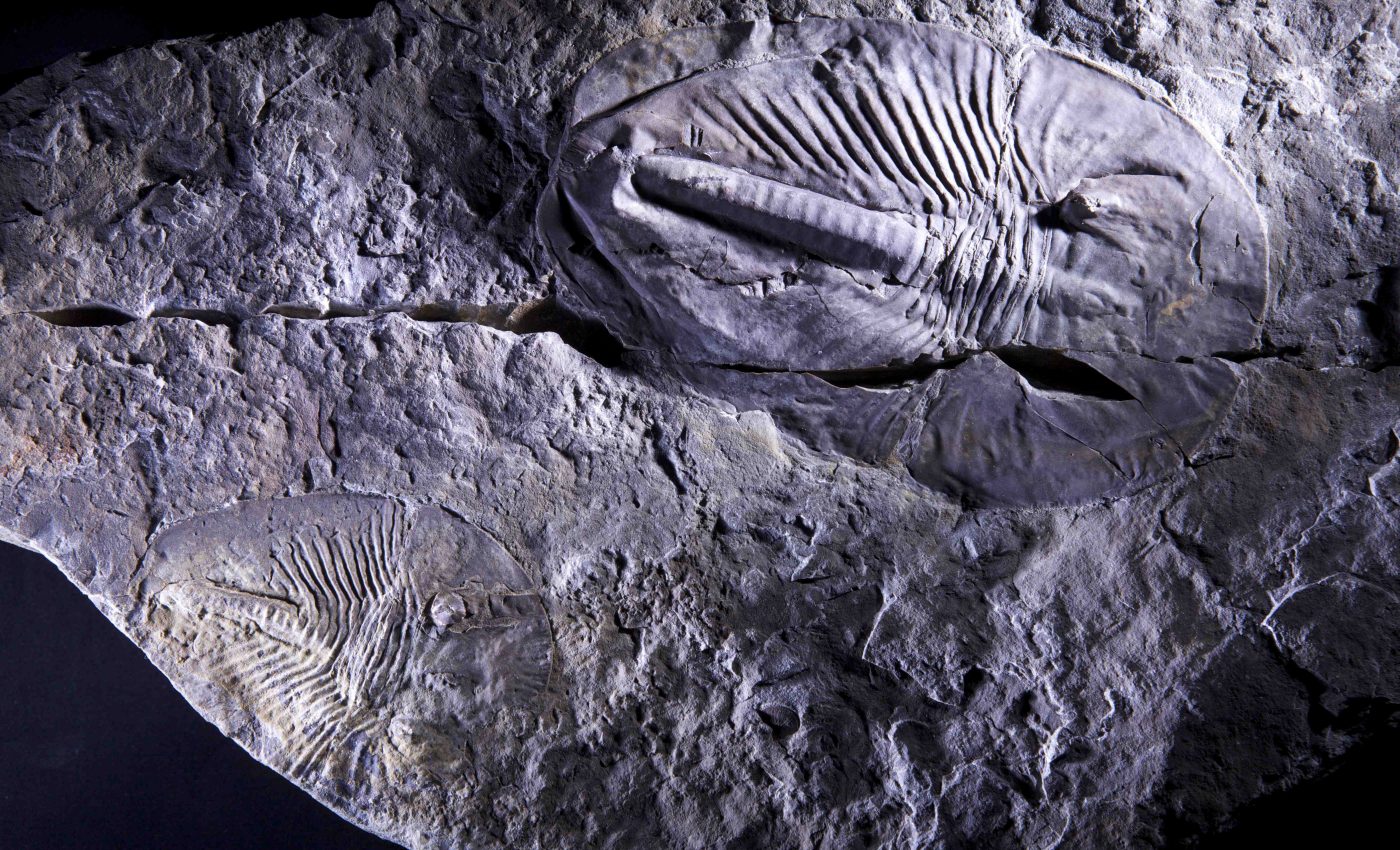 Evolutionary ‘booms and busts’ are linked to oxygen levels