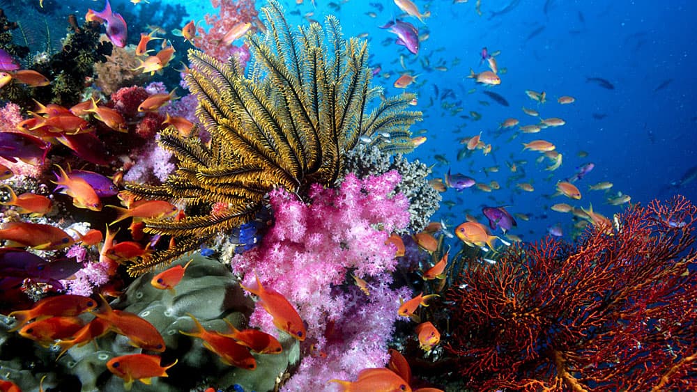 Ancient Coral Reveals Earth's Past CO2 Levels •