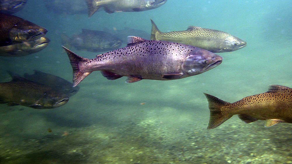 Ocean Changes Are Affecting Salmon Biodiversity And Survival •