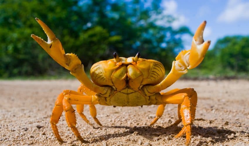 Crabs blend in with nature to avoid predators •