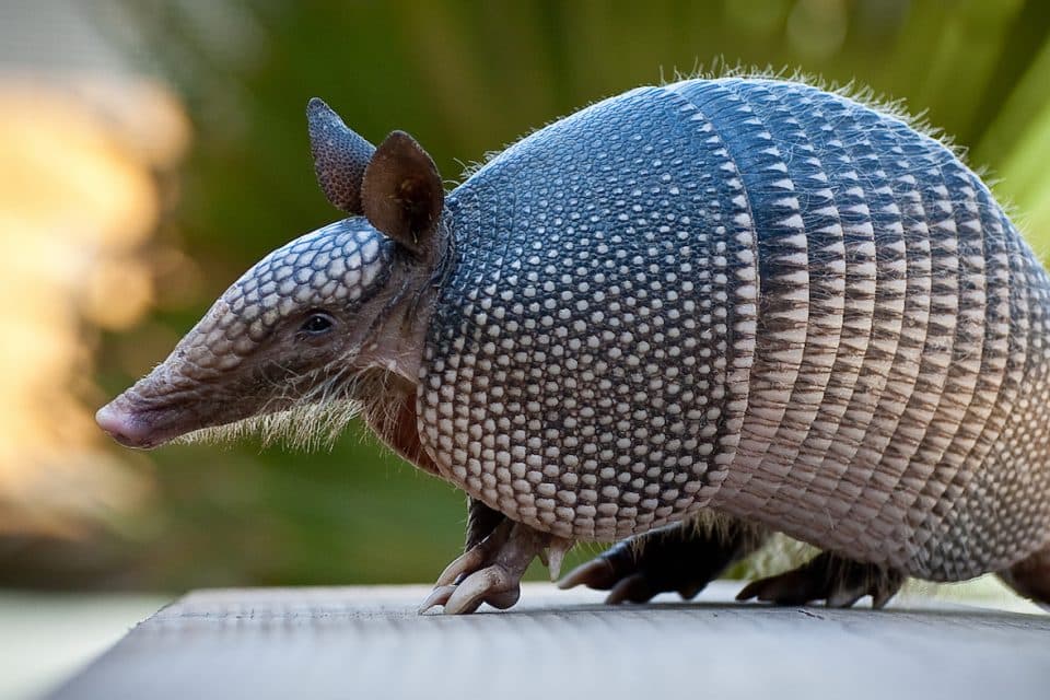 The strange story of armadillos and leprosy in the Americas