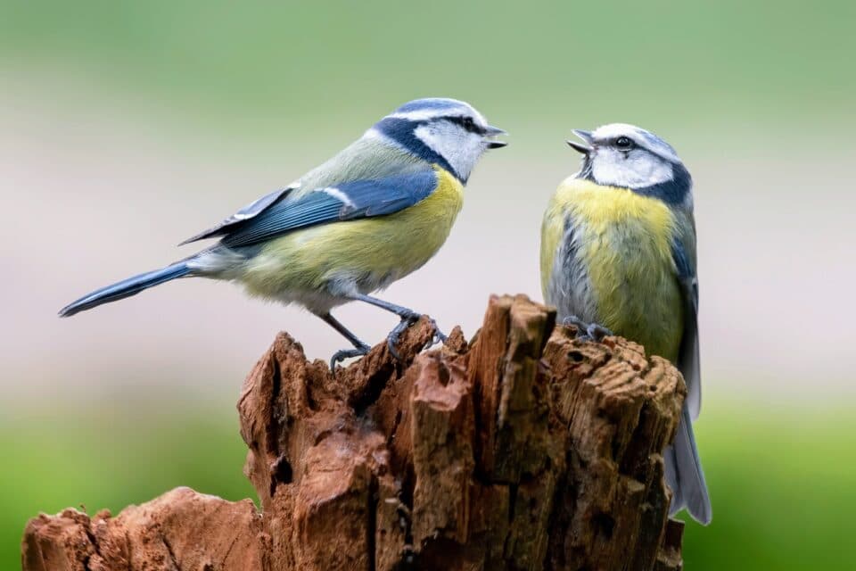 Blue tits have more mating success when males perform a variety of songs •