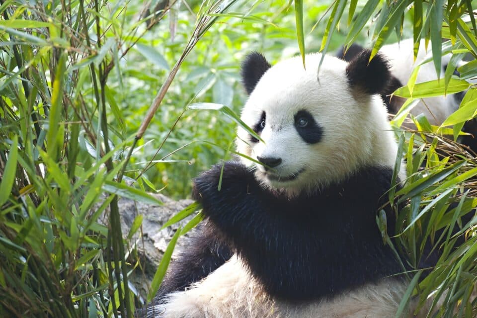 National Panda Day Recognizing the beauty and fragility of wildlife