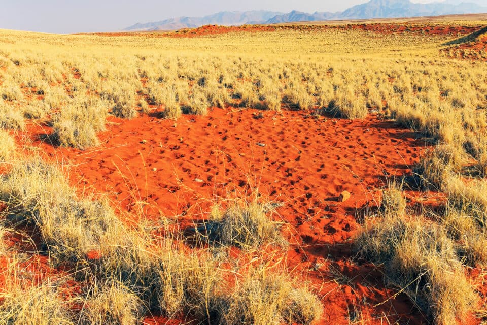 Mystical fairy circles kill all planted grasses, adding to the