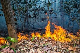 2024/05/Wildfires-in-old-growth-Amazon-forests-increased-by-152-in-2023.jpeg