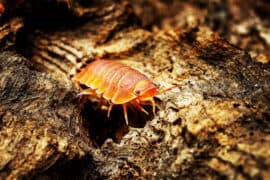 Isopoda,"powder,Red",On,Wood.,Isopoda,Is,An,Order,Of