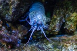 2024/05/bioluminescence-shrimp.jpg