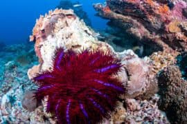 2024/05/Crown-of-thorns-starfish-gene-expression-may-protect-reefs.jpeg