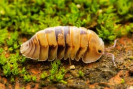 Pillbug,Sow,Bug,Isopoda,Oniscus,Wood,Louse