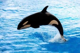 2024/05/Orcas-rely-only-on-one-breath-between-dives-to-conserve-energy.jpeg