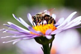 2024/05/Pollinators-face-extinction-risk-due-to-climate-change.jpeg