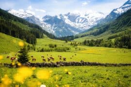 2024/05/how-grasslands-contribute-to-swiss-agriculture-and-the-environment.jpg