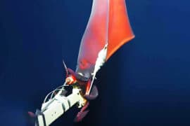 2024/05/deep-sea-squid_rare_research-mission_Uni-Western-Australia_1m.jpg