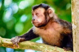 2024/05/Capuchin-monkey-tool-use.jpg
