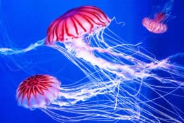 2024/05/jellyfish_arctic-waters_moving-north-climate_1m.jpg