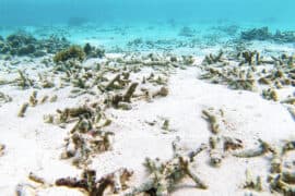2024/05/60-percent_global-coral-reefs_mass-bleaching-event_1m.jpg