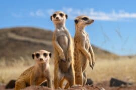 2024/05/scientists-unveil-the-secret-language-of-meerkats.jpg