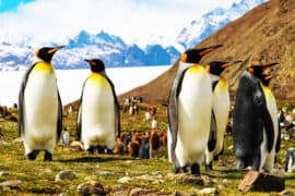 2024/05/antarctica-sea-ice-loss_record-low_penguins-struggle_1m.jpg