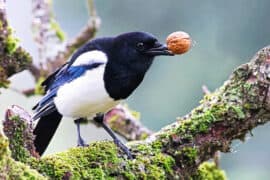 2024/05/crows_count-out-loud_smart_magpie_1m.jpg