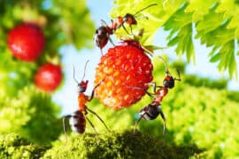 2024/05/ants-caffeine_enhances-foraging_finding-food_1.jpg
