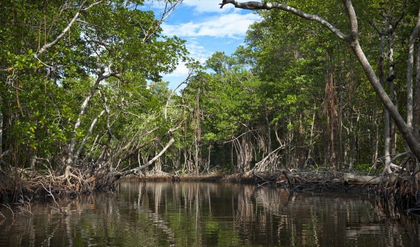 Florida's mangroves may soon be underwater from rising sea level • Earth.com