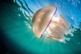 Jellyfish-learning.jpg