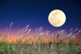 The,Harvest,Moon,And,Japanese,Pampas,Grass.