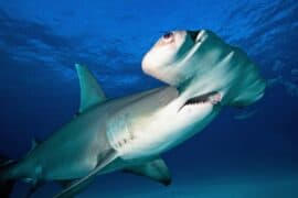 Hammerhead-sharks.jpg