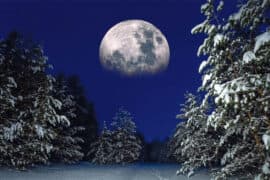2024/02/micromoon_full-snow-moon_forest_1m.jpg