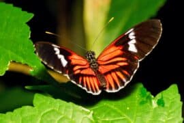 Butterflies-behavioral-mimicry.jpg