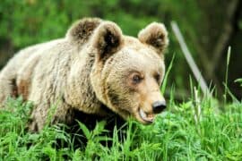 Japan-brown-bears.jpg