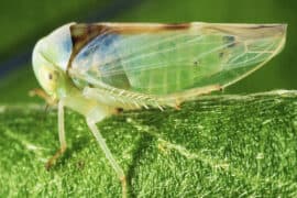 Viridicerus,Ustulatus,A,Leafhopper,From,The,Family,Cicadellidae,On,A