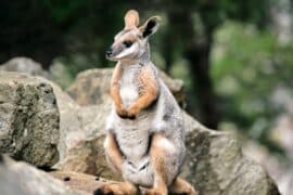 2024/03/rock-wallabies-marsupials-Australia-agility-camouflage-social-behavior-vegetarian-diet-conservation-seed-dispersal-habitat-destruction-.jpeg