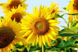Sunflowers,In,The,Garden,,Flowers,Image