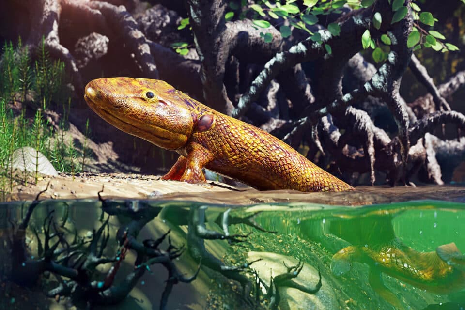Tiktaalik fossil discovery reveals how fish first walked onto land