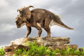 Pachyrhinosaurus,Was,A,Ceratopsid,Dinosaur,That,Lived,In,North,America