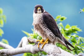 2024/04/peregrine-falcons_suffer-from-consumer-chemicals_1m.jpg