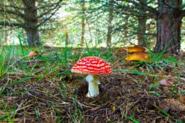 Fly,Amanita,Mushroom,In,The,Center,,With,Background,Of,Pine