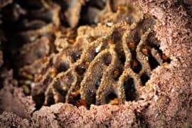 2024/04/Termites-are-natures-architects-building-well-ventilated-nests.jpeg