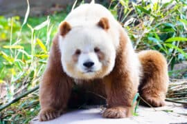 2024/04/giant-panda-bear_brown_1m.jpg