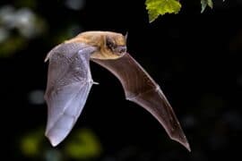 2024/04/Bats-protect-farmers-livelihoods-by-consuming-harmful-pests.jpeg