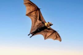 International-Bat-Appreciation-Day-.jpg