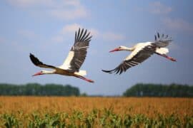 2024/04/Stork-migration-2.jpg