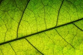 2024/04/new-discovery-reveals-complex-leaf-vein-networks-appeared-201-million-years-ago.jpg