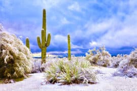 Saguaros,In,Sonoran,Desert,After,Snow,Storm.