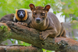 2024/04/Endangered-lemurs-are-now-prey-for-equally-endangered-fosas.png