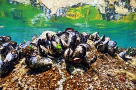 Live,Blue,Mussels,Underwater,On,A,Rock,In,The,Ocean,